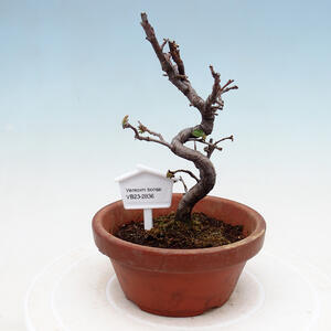 Venkovní bonsai - Pinus sylvestris Watereri  - Borovice lesní VB2019-26836