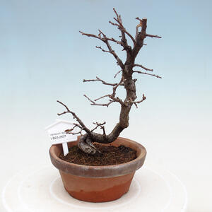 Venkovní bonsai - Pinus sylvestris Watereri  - Borovice lesní VB2019-26837