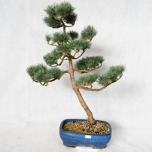 Venkovní bonsai - Pinus sylvestris Watereri  - Borovice lesní VB2019-26838