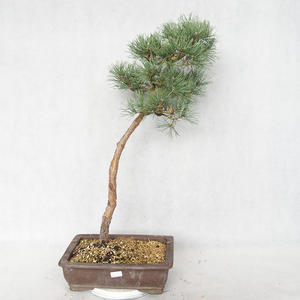 Venkovní bonsai - Pinus sylvestris Watereri  - Borovice lesní VB2019-26839