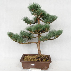 Venkovní bonsai - Pinus sylvestris Watereri  - Borovice lesní VB2019-26840