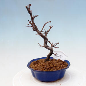 Venkovní bonsai - Pinus sylvestris Watereri  - Borovice lesní VB2019-26841