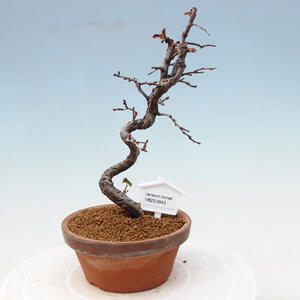 Venkovní bonsai - Pinus sylvestris Watereri  - Borovice lesní VB2019-26842