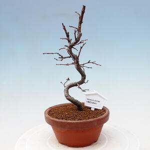 Venkovní bonsai - Pinus sylvestris Watereri  - Borovice lesní VB2019-26843