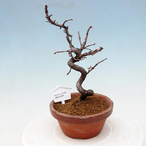 Venkovní bonsai - Pinus sylvestris Watereri  - Borovice lesní VB2019-26844