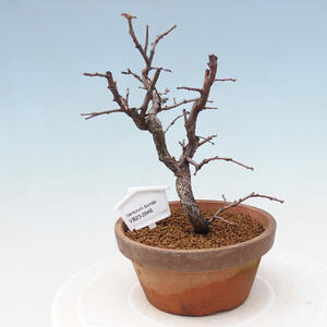 Venkovní bonsai - Pinus sylvestris Watereri  - Borovice lesní VB2019-26845