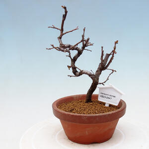 Venkovní bonsai - Pinus sylvestris Watereri  - Borovice lesní VB2019-26846