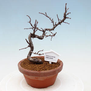 Venkovní bonsai - Pinus sylvestris Watereri  - Borovice lesní VB2019-26847