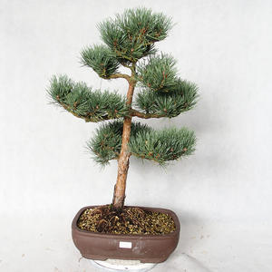Venkovní bonsai - Pinus sylvestris Watereri  - Borovice lesní VB2019-26848