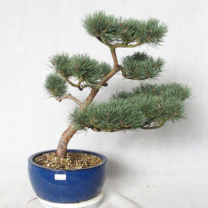 Venkovní bonsai - Pinus sylvestris Watereri  - Borovice lesní VB2019-26849
