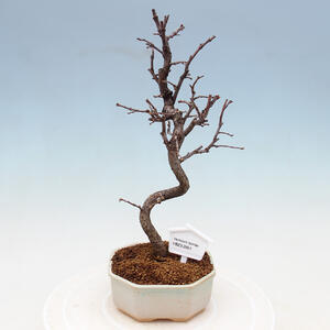 Venkovní bonsai - Pinus sylvestris Watereri  - Borovice lesní VB2019-26850