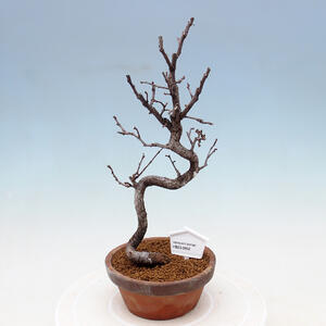 Venkovní bonsai - Pinus sylvestris Watereri  - Borovice lesní VB2019-26851