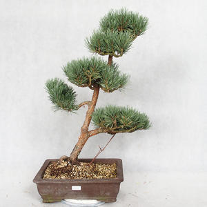 Venkovní bonsai - Pinus sylvestris Watereri  - Borovice lesní VB2019-26852