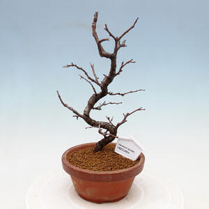 Venkovní bonsai - Pinus sylvestris Watereri  - Borovice lesní VB2019-26853