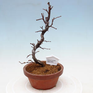 Venkovní bonsai - Pinus sylvestris Watereri  - Borovice lesní VB2019-26855