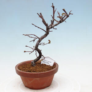 Venkovní bonsai - Pinus sylvestris Watereri  - Borovice lesní VB2019-26856