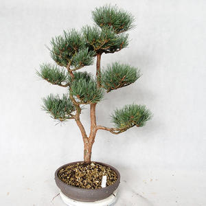 Venkovní bonsai - Pinus sylvestris Watereri  - Borovice lesní VB2019-26857