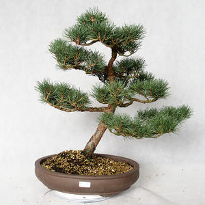 Venkovní bonsai - Pinus sylvestris Watereri  - Borovice lesní VB2019-26858