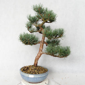 Venkovní bonsai - Pinus sylvestris Watereri  - Borovice lesní VB2019-26859