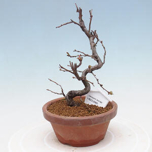 Venkovní bonsai - Pinus sylvestris Watereri  - Borovice lesní VB2019-26860