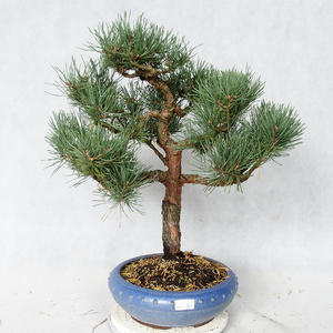 Venkovní bonsai - Pinus sylvestris Watereri  - Borovice lesní VB2019-26861