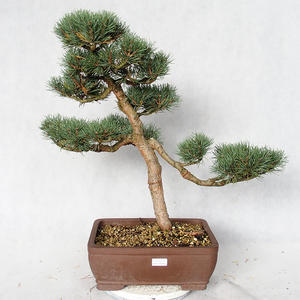 Venkovní bonsai - Pinus sylvestris Watereri  - Borovice lesní VB2019-26864