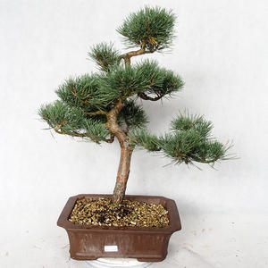 Venkovní bonsai - Pinus sylvestris Watereri  - Borovice lesní VB2019-26865
