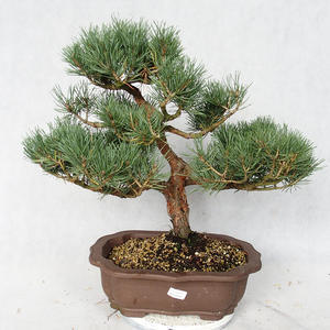 Venkovní bonsai - Pinus sylvestris Watereri  - Borovice lesní VB2019-26867