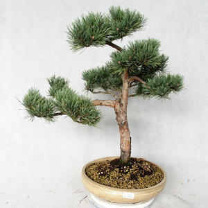 Venkovní bonsai - Pinus sylvestris Watereri  - Borovice lesní VB2019-26868