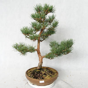 Venkovní bonsai - Pinus sylvestris Watereri  - Borovice lesní VB2019-26869