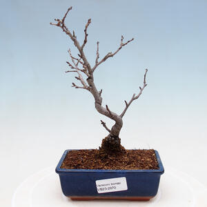 Venkovní bonsai - Pinus sylvestris Watereri  - Borovice lesní VB2019-26870