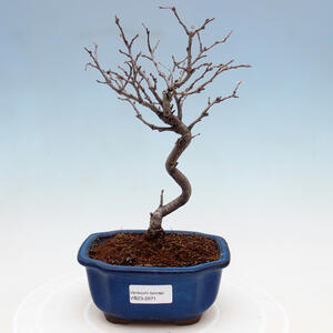 Venkovní bonsai - Pinus sylvestris Watereri  - Borovice lesní VB2019-26871
