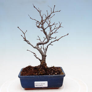 Venkovní bonsai - Blýskalka chlupatá - Photinia villosa