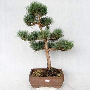 Venkovní bonsai - Pinus sylvestris Watereri  - Borovice lesní VB2019-26872