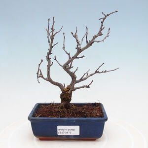 Venkovní bonsai - Pinus sylvestris Watereri  - Borovice lesní VB2019-26873