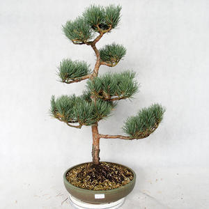 Venkovní bonsai - Pinus sylvestris Watereri  - Borovice lesní VB2019-26874