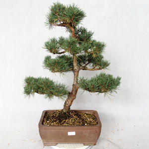 Venkovní bonsai - Pinus sylvestris Watereri  - Borovice lesní VB2019-26875