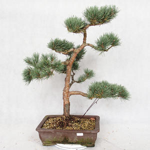 Venkovní bonsai - Pinus sylvestris Watereri  - Borovice lesní VB2019-26876