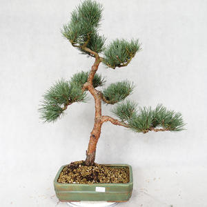 Venkovní bonsai - Pinus sylvestris Watereri  - Borovice lesní VB2019-26877