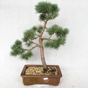 Venkovní bonsai - Pinus sylvestris Watereri  - Borovice lesní VB2019-26878