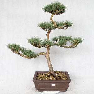 Venkovní bonsai - Pinus sylvestris Watereri  - Borovice lesní VB2019-26882