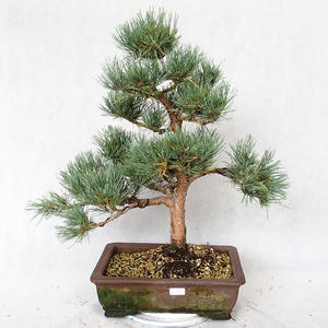 Venkovní bonsai - Pinus sylvestris Watereri  - Borovice lesní VB2019-26883