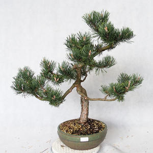 Venkovní bonsai - Pinus Mugo  - Borovice kleč VB2019-26886