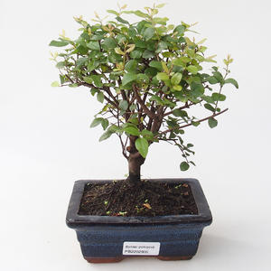 Pokojová bonsai - Sagerécie thea - Sagerécie thea