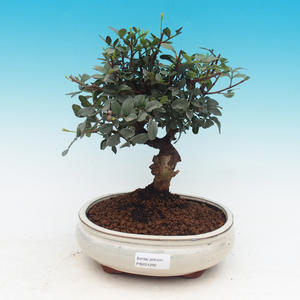 Pokojová bonsai-Pistácie