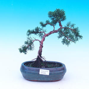 Venkovní bonsai-Juniperus chinenssis-Jalovec čínský