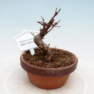 Venkovní bonsai - Javor Buergerianum - Javor Burgerův