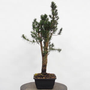 Venkovní bonsai - Taxus cuspidata  - Tis japonský