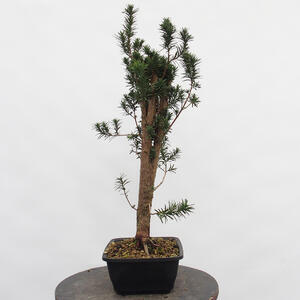 Venkovní bonsai - Taxus cuspidata  - Tis japonský