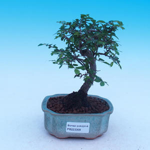 Venkovní bonsai - Cedrus Libani - Cedr stříbrný